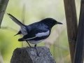 Oriental Magpie-Robin - Doi Pha Hom Pok NP - Doi Lang E Border Police Station - Chiang Mai - Thailand, Feb 15 2024