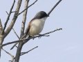 Burmese Shrike - Doi Pha Hom Pok NP - Doi Lang E Border Police Station - Chiang Mai - Thailand, Feb 15 2024