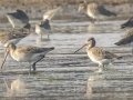 Black-tailed Godwit - Hat Chao Samran - Thetsaban 4 Alley Wetlands - Phetchaburi - Thailand, Feb 6 2024