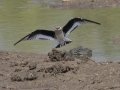 Small Pratincole - Mae Taeng Irrigation Project - Chiang Mai - Thailand, Feb 17, 2024