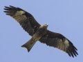 Black Kite - Phraek Nam Daeng - 6 Alley Marches and Aquaculture Ponds - Samut Songkhram - Thailand, Feb 9 2024