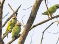 Red-breasted Parakeet - Sakaerat Biosphere Reserve--evergreen forest, Nakhon Ratchasima, Thailand - Feb 11 2024