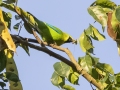 Blue-winged Leafbird - Kaeng Krachan NP - Tree Tunnel - Phetchaburi - Thailand, Feb 8 2024