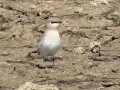 Small Pratincole - Mae Taeng Irrigation Project - Chiang Mai - Thailand, Feb 17, 2024