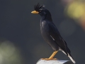 Great Myna - Chiang Dao - Ponds between Hwy 107 and 1359 - Chiang Mai - Thailand, Feb 17 2024