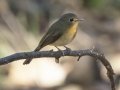 Hill Blue Flycatcher - Doi Pha Hom Pok NP - Doi Lang W - Level Part - Chiang Mai - Thailand, Feb 14 2024