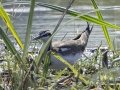 Pheasant-tailed Jacana - Phraek Nam Daeng - 6 Alley Marches and Aquaculture Ponds - Samut Songkhram - Thailand, Feb 9 2024
