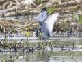 Pheasant-tailed Jacana - Phraek Nam Daeng - 6 Alley Marches and Aquaculture Ponds - Samut Songkhram - Thailand, Feb 9 2024