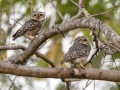Spotted Owlets - Nakhon Ratchasima Animal Nutrition Research Center - Nakhon Ratchasima - Thailand, Feb 12 2024