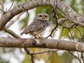 Spotted Owlet - Nakhon Ratchasima Animal Nutrition Research & Development Center, Nakhon Ratchasima, Thailand - Feb 12 2024