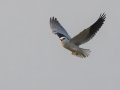 Black-winged Kite - Nakhon Ratchasima Animal Nutrition Research Center - Nakhon Ratchasima - Thailand, Feb 12 2024