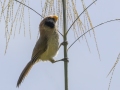 Spot breasted Parrotbill - Doi Pha Hom Pok NP - Doi Lang W - Level Part - Chiang Mai - Thailand, Feb 14 2024