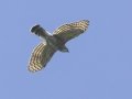 Crested Goshawk - Doi Pha Hom Pok NP - Doi Lang W - Level Part - Chiang Mai - Thailand, Feb 14 2024