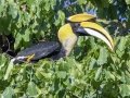 Great Hornbill  - Kaeng Krachan NP - Tree Tunnel - Phetchaburi - Thailand, Feb 8 2024