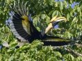 Great Hornbill  - Kaeng Krachan NP - Tree Tunnel - Phetchaburi - Thailand, Feb 8 2024
