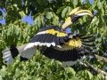 Great Hornbill  - Kaeng Krachan NP - Tree Tunnel - Phetchaburi - Thailand, Feb 8 2024