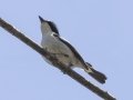 Little Pied Flycatcher - Doi Pha Hom Pok NP - Doi Lang W - Level Part - Chiang Mai - Thailand, Feb 14 2024