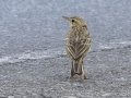 Paddyfield Pipit - Khao Yai NP - Thanarat Lodges - Nakhon Nayok - Thailand, Feb 10 2024