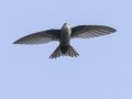 Cook's Swift - Doi Pha Hom Pok NP - Doi Lang W Mid Elevation - Chiang Mai - Thailand, Feb 16 2024