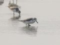 Spoon-billed Sandpiper -  Samut Maneerat Salt Pans - Samut Sakhon - Thailand, Feb 6 2024