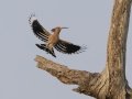 Eurasian Hoopoe - Nakhon Ratchasima Animal Nutrition Research & Development Center, Nakhon Ratchasima, Thailand - Feb 12 2024