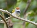 Dark-necked Tailorbird - Kaeng Krachan NP - Tree Tunnel - Phetchaburi - Thailand, Feb 8 2024
