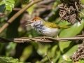 Dark-necked Tailorbird - Kaeng Krachan NP - Tree Tunnel - Phetchaburi - Thailand, Feb 8 2024