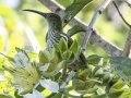 Streaked Spiderhunter - Doi Pha Hom Pok NP - Doi Lang W Level Part - Chiang Mai - Thailand - Feb 16 2024