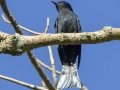 Square-tailed Cuckoo  - Kaeng Krachan NP - Tree Tunnel - Phetchaburi - Thailand, Feb 8 2024