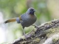 Silver-eared Laughingthrush - Doi Pha Hom Pok NP--Doi Lang (W) level part, Chiang Mai, Thailand - Feb 16 2024