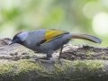 Silver-eared Laughingthrush - Doi Pha Hom Pok NP - Doi Lang W Level Part - Chiang Mai - Thailand - Feb 16 2024