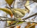 Yellow-browed Warbler- Kao Yai NO - Pha Trom Jai Viewpoint AFB Vicinity - Nakhon Nayok - Thailand, Feb 10 2024