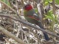 Scarlet-faced Liocichla - Doi Pha Hom Pok NP - Doi Lang W - Level Part - Chiang Mai - Thailand, Feb 14 2024