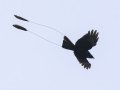 Lesser Racket-tailed Drongo - Doi Pha Hom Pok NP - Doi Lang W Level Part - Chiang Mai - Thailand - Feb 16 2024