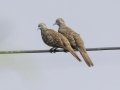 Zebra Doves - Wat Sutthiwt Wararam - Samut Sakhon - Thailand, Feb 6 2024