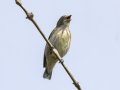 Thick-billed  Flowerpecker - Khao Yai NP - Thanarat Lodges - Nakhon Nayok - Thailand, Feb 10 2024