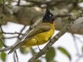 Black-crested Bulbul - Khao Yai NP - Thanarat Lodges - Nakhon Nayok - Thailand, Feb 10 2024