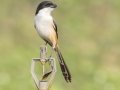 Long-tailed Shrike - 50280, Mae Ai TH-Chiang Mai 20.04431, 99.38049, Chiang Mai, Thailand - Feb 16 2024