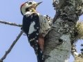 Necklaced Woodpecker - Doi Pha Hom Pok NP - Doi Lang W - Level Part - Chiang Mai - Thailand, Feb 14 2024