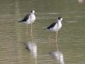 Black-winged Stilts - 50280 Mae Ai TH-Chiang Mai - Chaing Mai - Thailand, Feb 16 2024