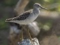 Wood Sandpiper - Samut Maneerat Salt Pans - Samut Sakhon - Thailand, Feb 6 2024