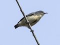 Scarlet-backed Flowerpecker - Khao Yai NP - Headquarters Vicinity - Nathon Nakhon Nayok - Thailand, Feb 10 2024