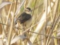 Plain Prinia - Nakhon Ratchasima Animal Nutrition Research Center - Nakhon Ratchasima - Thailand, Feb 12 2024