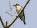 Asian Brown Flycatcher - Khao Yai NP - Thanarat Lodges - Nakhon Nayok - Thailand, Feb 10 2024