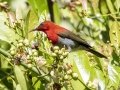 Crimson Sunbird - Kaeng Krachan NP--"tree tunnel", Phetchaburi, Thailand - Feb 8 2024