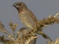 Scaly-breasted Munia - Mae Ai Paddlies - Chiang Mai - Thailand, Feb 16 2024