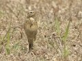 Paddyfield Pipit - Khao Yai NP - Thanarat Lodges - Nakhon Nayok - Thailand, Feb 10 2024