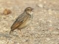 Indochinese Bushlark  - Nakhon Ratchasima Animal Nutrition Research & Development Center, Nakhon Ratchasima, Thailand - Feb 12 2024