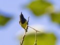 Ornate Sunbird - Kaeng Krachan NP - Tree Tunnel - Phetchaburi - Thailand, Feb 8 2024