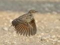 Indochinese Bushlark  - Nakhon Ratchasima Animal Nutrition Research & Development Center, Nakhon Ratchasima, Thailand - Feb 12 2024